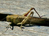 photography